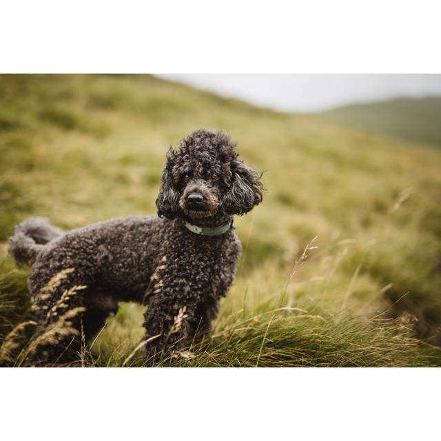 French Poodle On Windy Day - Wrapped Canvas Art Prints 17 Stories Size: 51cm H x 76cm W x 3.8cm D on Productcaster.