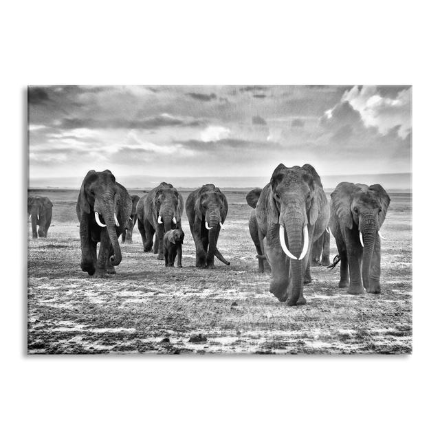 Elephant Family In A Savannah - No Frame Print on Glass Brayden Studio Size: 60cm H x 80cm W x 0.4cm D on Productcaster.