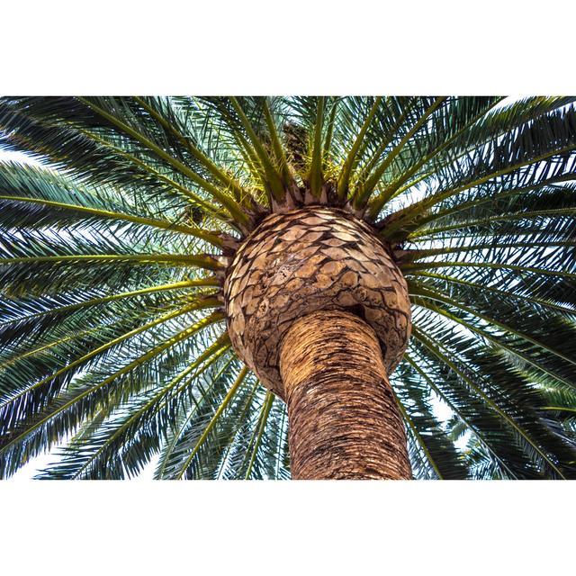 Towlson Head Of A Palm Tree by Cofefe - Wrapped Canvas Print 17 Stories Size: 20cm H x 30cm W x 3.8cm D on Productcaster.