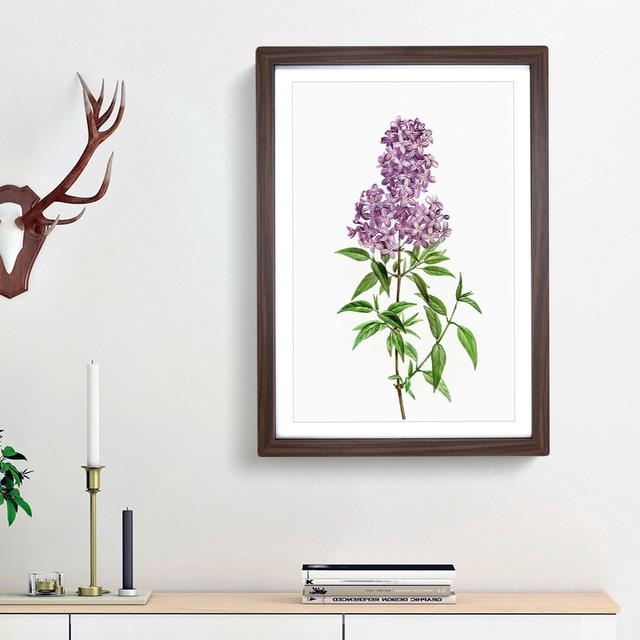 Persian Lilac Flowers by Pierre-Joseph Redoute - Picture Frame Painting Print East Urban Home Frame Option: Walnut Framed, Size: 65cm H x 48cm W x 2cm on Productcaster.