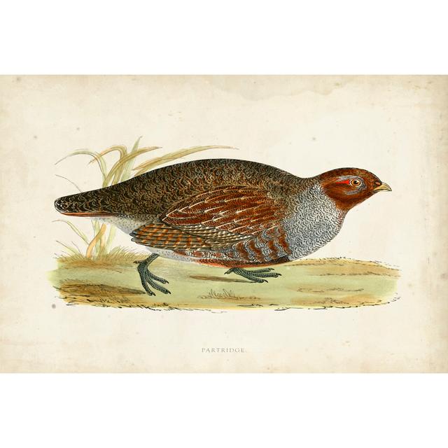 Morris Pheasants I by Morris - Wrapped Canvas Print August Grove Size: 30cm H x 46cm W on Productcaster.