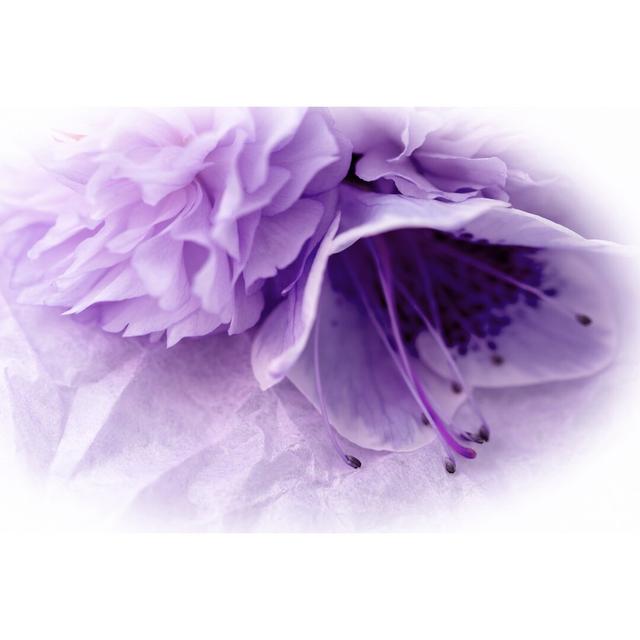 Dreamy Florals in Violet III by Eva Bane - Wrapped Canvas Photograph Ebern Designs Size: 81cm H x 122cm W on Productcaster.