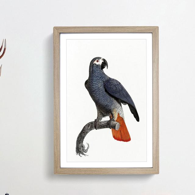 Orange-Tipped Grey Parrot by F. Levaillant - Picture Frame Painting Print East Urban Home Size: 65cm H x 48cm W x 2cm D, Frame Option: Oak Framed on Productcaster.