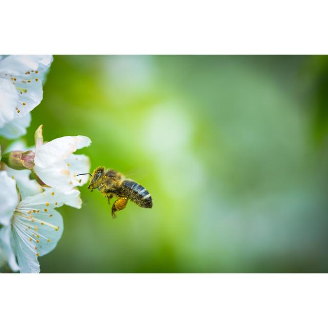 Tsaile Honey Bee by ViktorCap - Wrapped Canvas Photograph Brambly Cottage Size: 51cm H x 76cm W x 3.8cm D on Productcaster.