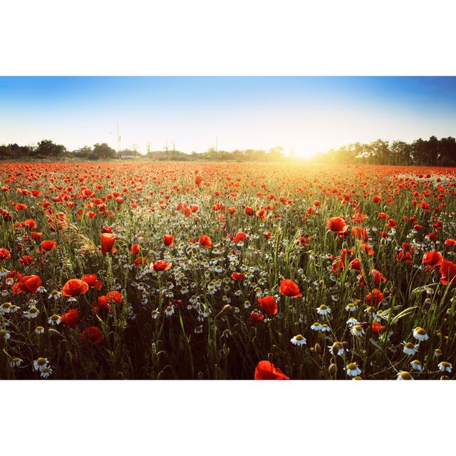 Summer Poppy Field by Thomas_Zsebok_Images - Wrapped Canvas Print 17 Stories Size: 61cm H x 91cm W on Productcaster.