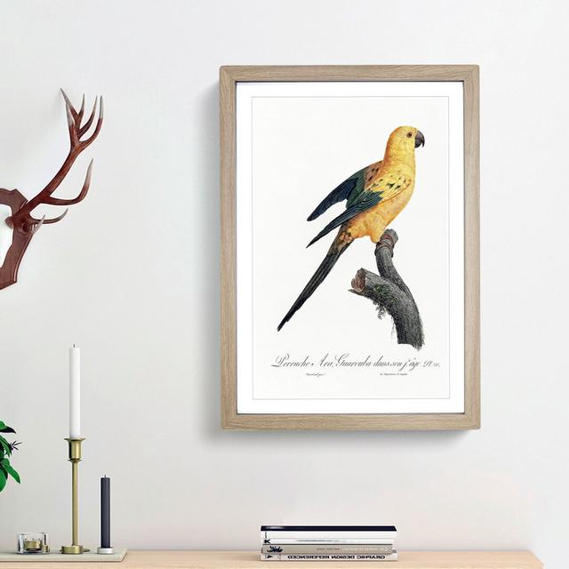 The Sun Parakeet by F. Levaillant - Picture Frame Painting Print East Urban Home Frame Option: Oak Framed, Size: 65cm H x 48cm W x 2cm D on Productcaster.