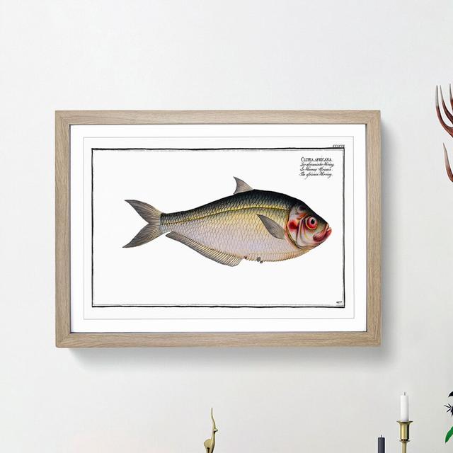 African Herring Fish by M.E. Bloch - Picture Frame Painting Print on Paper East Urban Home Size: 24cm H x 33cm W x 2cm D, Frame Option: Oak Framed on Productcaster.