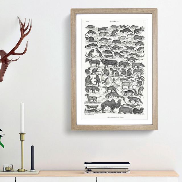 Study of Mammals LIV by Oliver Goldsmith - Picture Frame Drawing Print East Urban Home Size: 87cm H x 62cm W x 2cm D, Frame Option: Oak Framed on Productcaster.