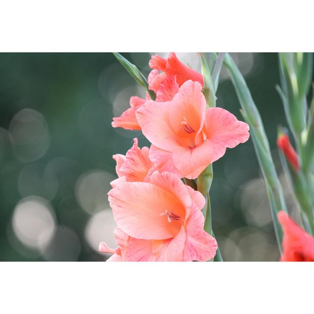 Gladioluses - Wrapped Canvas Photograph 17 Stories Size: 81cm H x 122cm W on Productcaster.