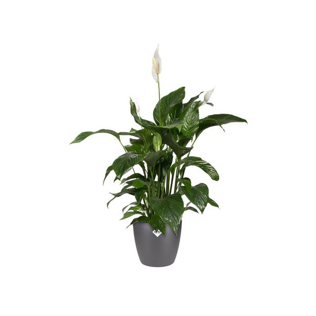 Brussells Round Indoor Flowerpot Elho Colour: Anthracite, Size: 23.2cm H x 24.3cm W x 24.3cm D on Productcaster.