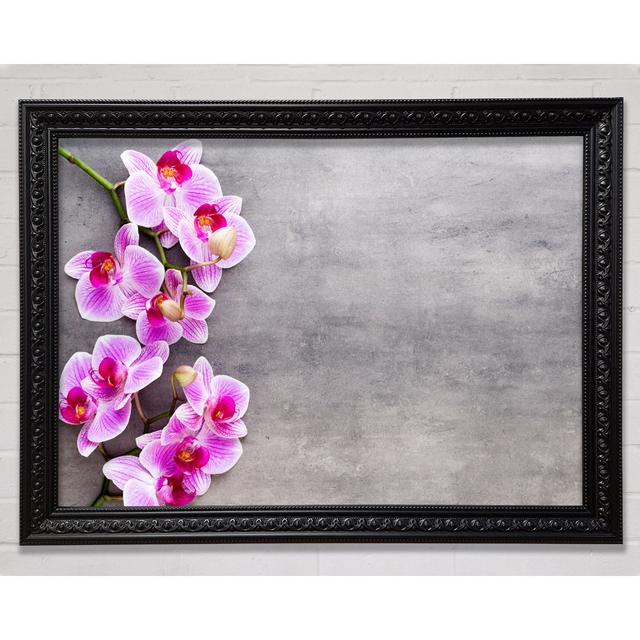 Pink Orchids On Grey - Single Picture Frame Print Bright Star Size: 42cm H x 59.7cm W on Productcaster.