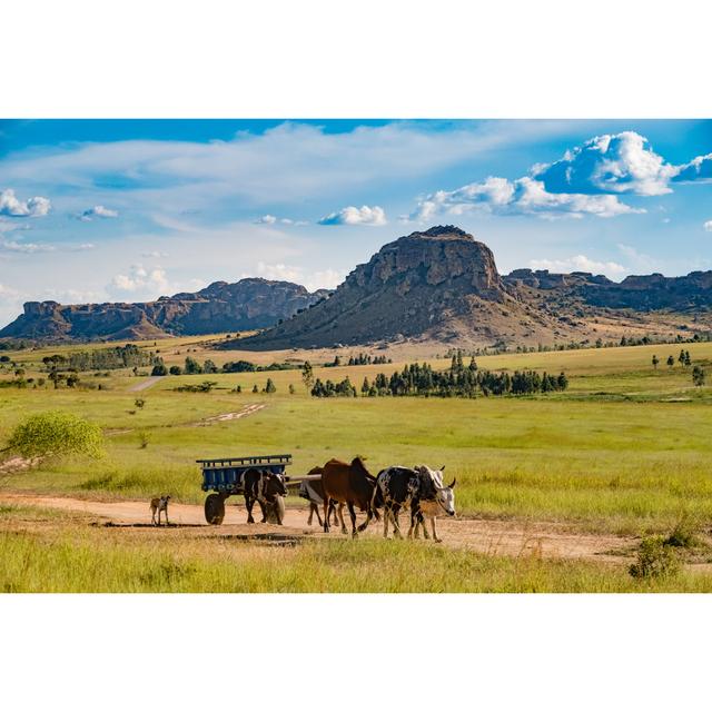 Zebu-Powered Cart by Leamus - Wrapped Canvas Photograph Alpen Home Size: 20cm H x 30cm W on Productcaster.