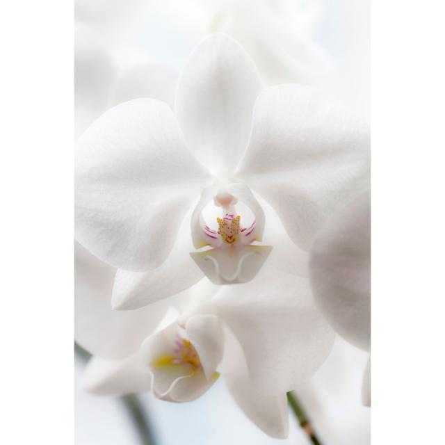 White Orchidea by Simarik - No Frame Art Prints on Canvas 17 Stories Size: 30cm H x 20cm W on Productcaster.