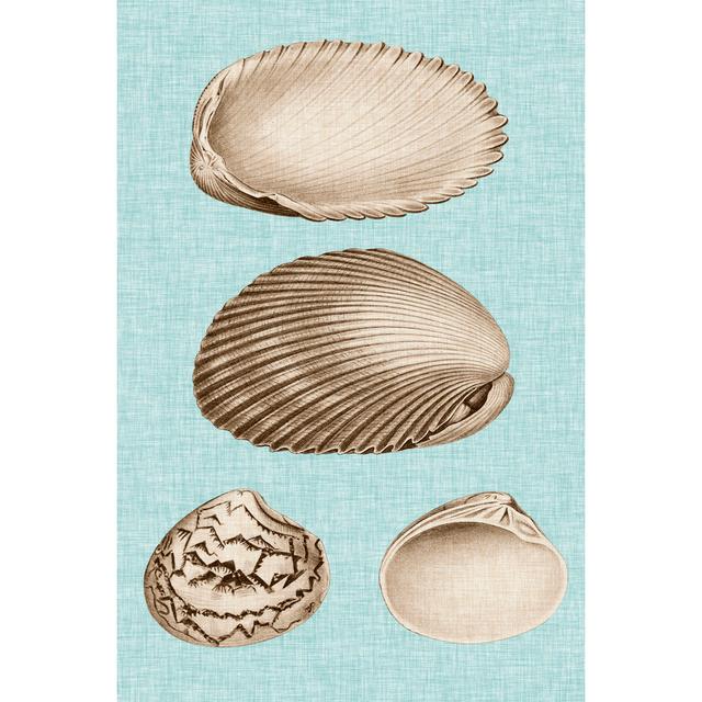 Sepia & Aqua Shells VIII Highland Dunes Size: 46cm H x 30cm Wx 3.8cm D on Productcaster.