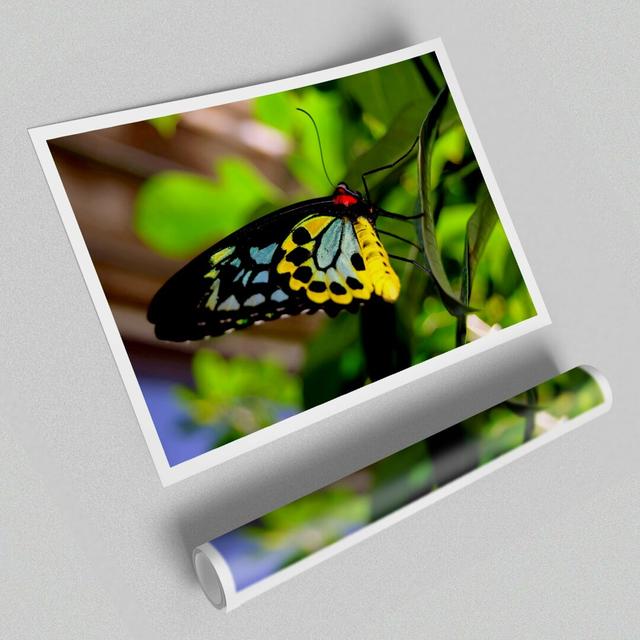 Beautiful Colourful Butterfly Wild Life - Graphic Art Print on Paper East Urban Home Size: 42cm H x 59.4cm W x 1cm D on Productcaster.