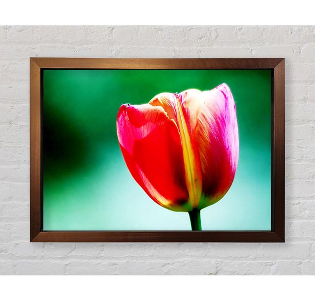 Single Pink Tulip - Print Brayden Studio Size: 100cm H x 141.4cm W x 3.4cm D, Format: Ventura Bronze Framed Paper on Productcaster.