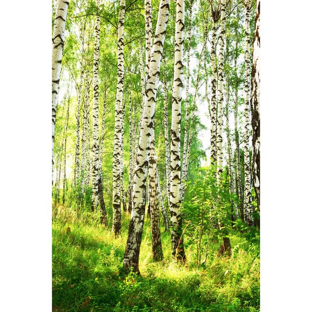 Leeman Birch Forest - Wrapped Canvas Photograph Alpen Home Size: 46cm H x 30cm W x 3.8cm D on Productcaster.