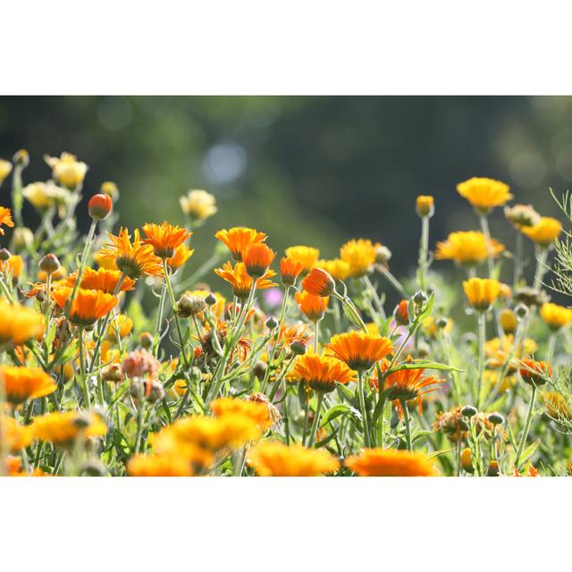 Meadow With Pot Marigold - Wrapped Canvas Print 17 Stories Size: 81cm H x 122cm W x 3.8cm D on Productcaster.