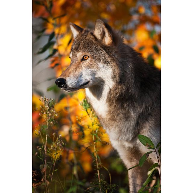 Handsome Gray Wolf by Jimkruger - No Frame Art Prints on Canvas Alpen Home Size: 122cm H x 81cm W on Productcaster.