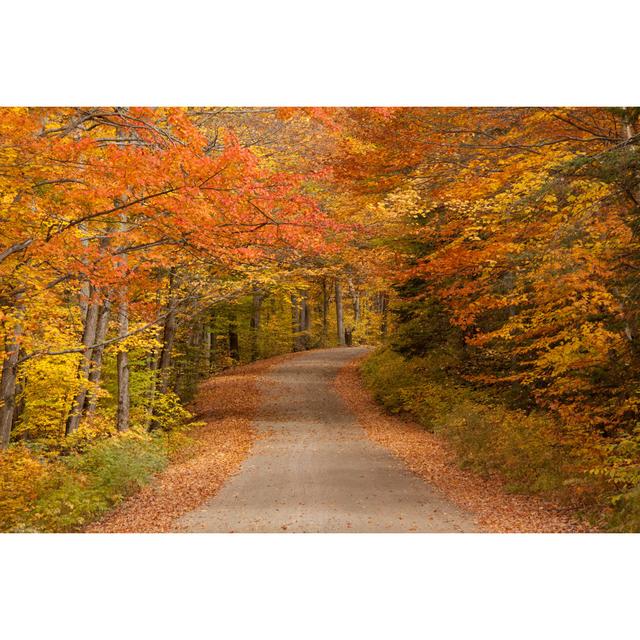 Winding Road Through A Forest by ImagineGolf - No Frame Art Prints on Canvas Alpen Home Size: 20cm H x 30cm W on Productcaster.