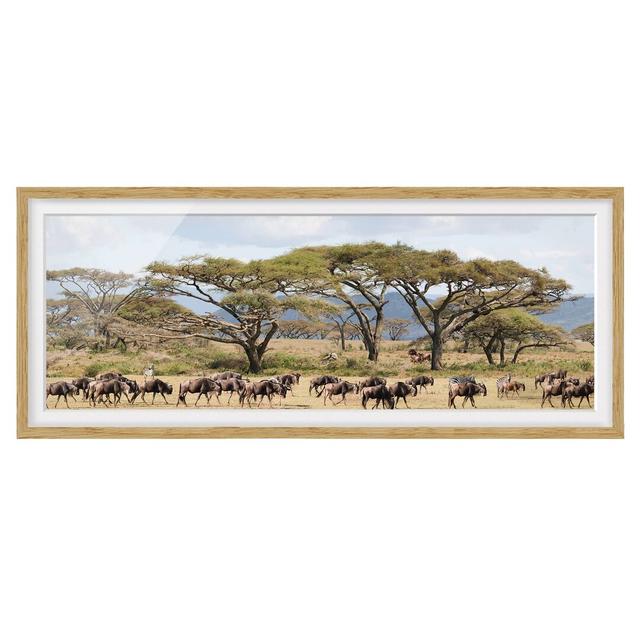 Wildebeest Herd in the Savannah - Picture Frame Photograph Union Rustic Size: 30cm H x 75cm W x 2cm D, Frame Option: Brown Framed on Productcaster.