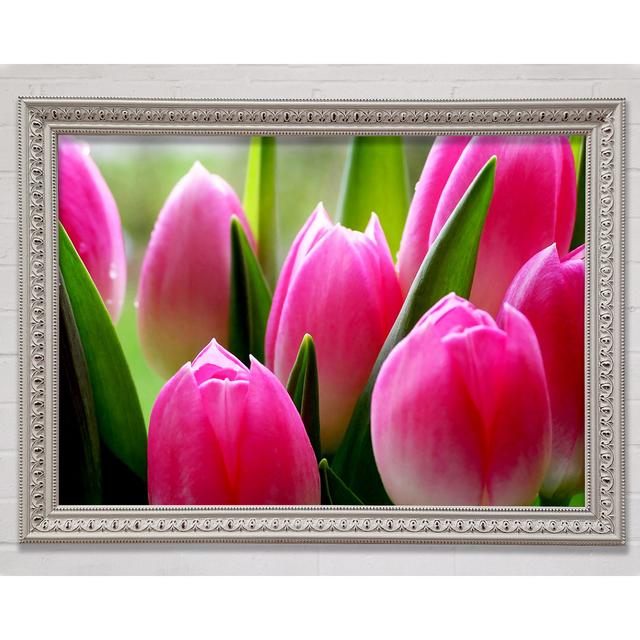 Pink Tulip Garden Surprise - Single Picture Frame Print Bright Star Size: 84.1cm H x 118.9cm W x 3cm D on Productcaster.