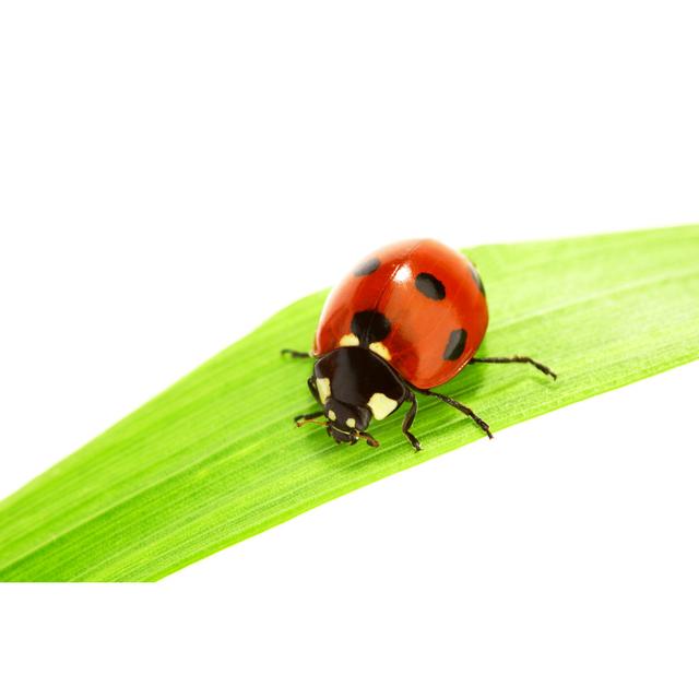 Madaket Ladybug On Grass by IvanMikhaylov - Print Marlow Home Co. Size: 20cm H x 30cm W x 3.8cm D on Productcaster.