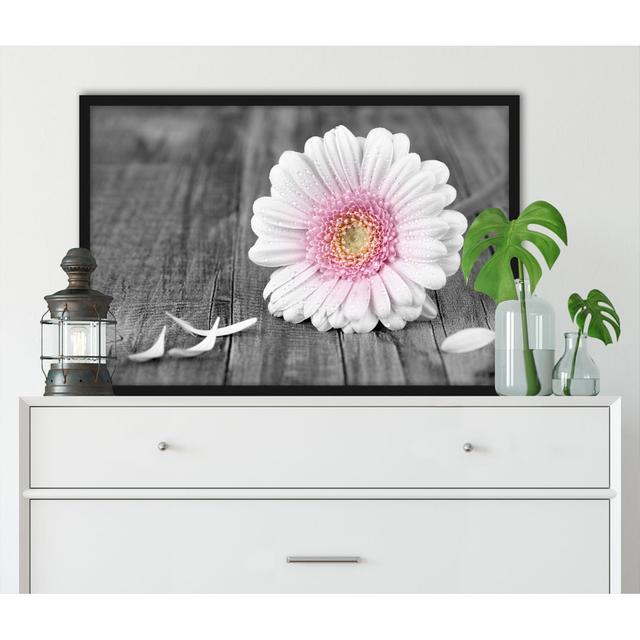 Gerahmtes Poster Pinke Gerbera auf rustikalem Boden ClassicLiving Größe: 38 cm H x 30 cm B x 2.5 cm T on Productcaster.