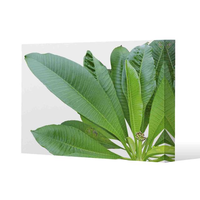 Collection of Green Leaves on White - Wrapped Canvas Art Prints Pergo Classics Size: 61cm H x 91cm W x 4cm D on Productcaster.