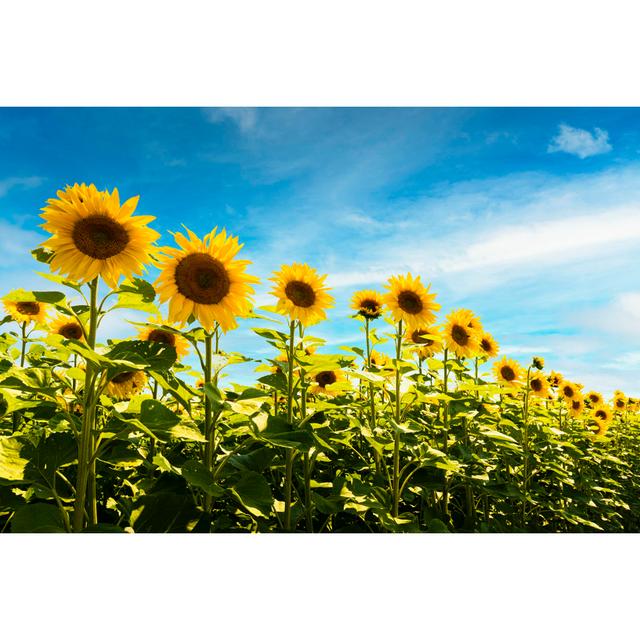 Field Of Sunflowers - Wrapped Canvas Art Prints Brambly Cottage Size: 30cm H x 46cm W on Productcaster.