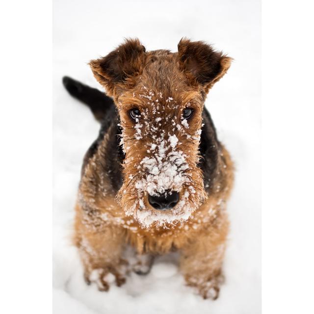 Airedale Terrier Puppy Dog Sitting at Snow by Maximilian100 - Wrapped Canvas Photograph Ebern Designs Size: 46cm H x 30cm W x 3.8cm D on Productcaster.