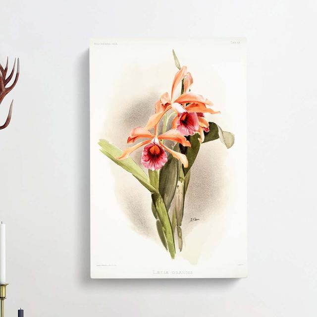 Magnolia Flowers Illustration Tab.33 by Frederick Sander - Wrapped Canvas Graphic Art Print East Urban Home Size: 76cm H x 50cm W x 3cm D on Productcaster.