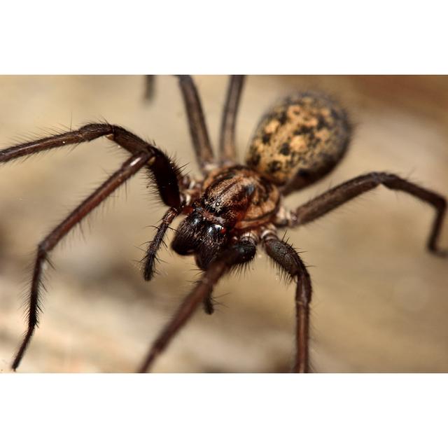 Common House Spider by Ian_Redding - Wrapped Canvas Photograph Ebern Designs Size: 20cm H x 30cm W x 3.8cm D on Productcaster.