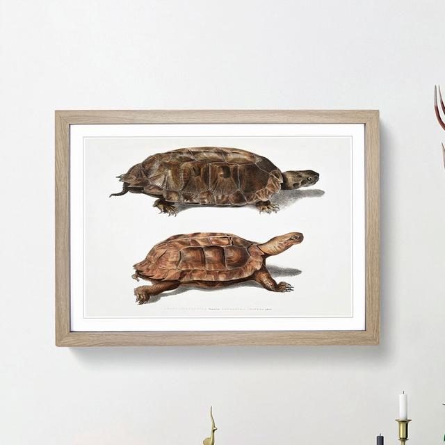 Two Terrapins by John Edward Gray - Picture Frame Painting Print East Urban Home Size: 48cm H x 65cm W x 2cm D, Frame Option: Oak Framed on Productcaster.