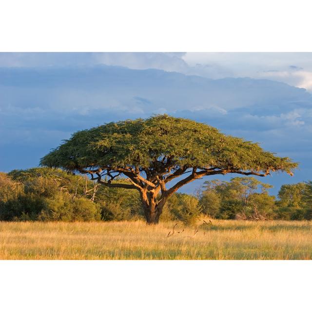 Leinwandbild African Acacia Tree In Front Of A Beautiful Blue Sky Ebern Designs Größe: 81cm H x 122cm B on Productcaster.