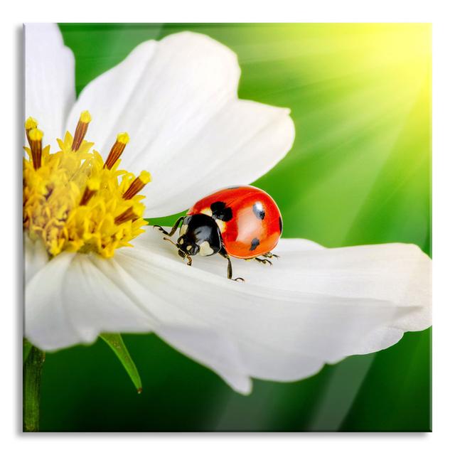 Ungerahmtes Foto auf Glas "Ladybird on a White Flower" 17 Stories Größe: 60 cm H x 60 cm B x 0.4 cm T on Productcaster.