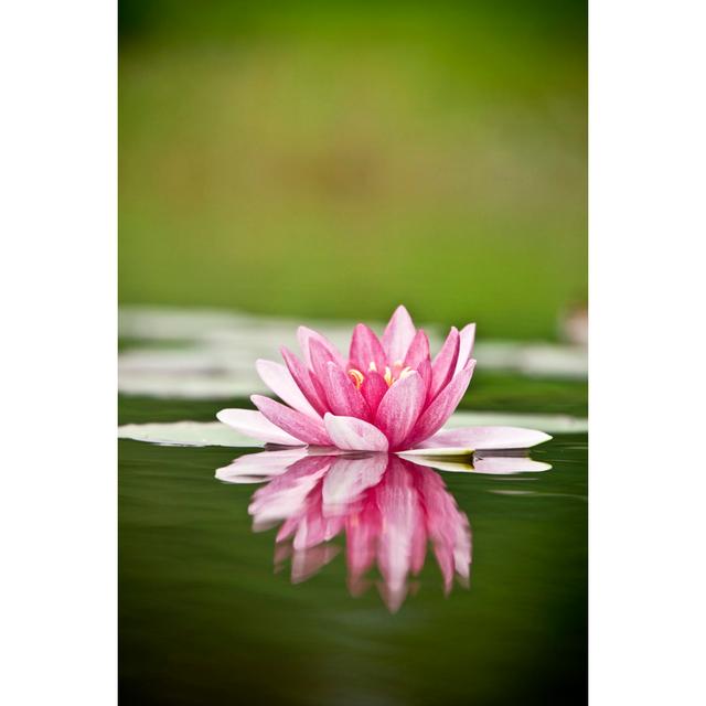 Water Lily by AZemdega- Leinwandbild 17 Stories Größe: 75 cm H x 50 cm B on Productcaster.