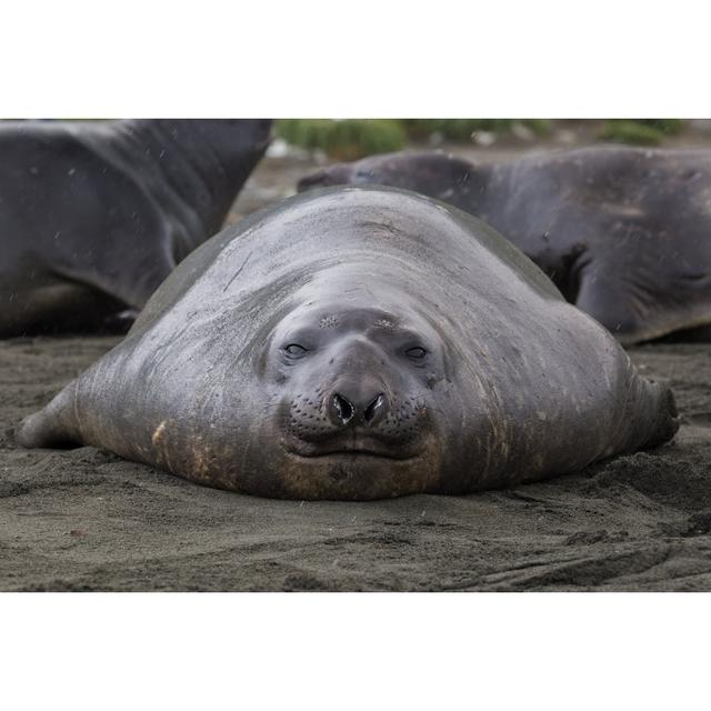 Elephant Seal On Shore by Burroblando - Print Alpen Home Size: 80cm H x 120cm W on Productcaster.