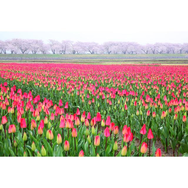 Tulips and Cherry Tree by Noririn - Wrapped Canvas Photograph 17 Stories Size: 61cm H x 91cm W on Productcaster.