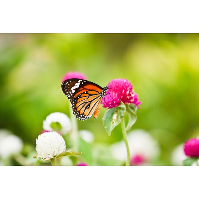 Brookmount Butterfly On A Flower by Photonewman - Wrapped Canvas Photograph Latitude Run Size: 51cm H x 76cm W x 3.8cm D on Productcaster.