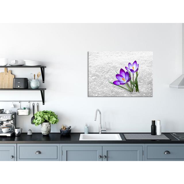 Purple Snow Crocuses - No Frame Print on Glass Brayden Studio Size: 70cm H x 100cm W x 0.4cm D on Productcaster.