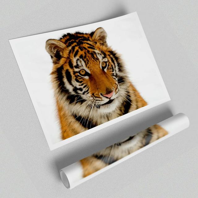 Tiger Stare - Photograph Print on Paper East Urban Home Size: 84.1 cm H x 118.9 cm W on Productcaster.