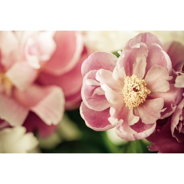 Pink Peony - Wrapped Canvas Photograph 17 Stories Size: 81cm H x 122cm W on Productcaster.