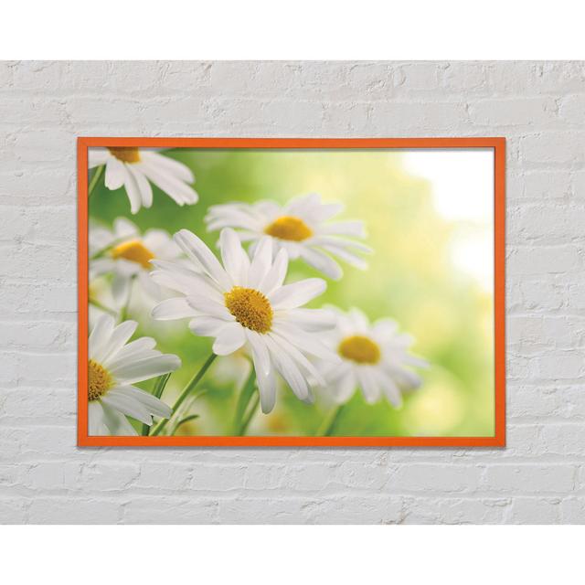 Daisies Up Close Glowing - Single Picture Frame Art Prints Brayden Studio Size: 21cm H x 29.7cm W x 2cm D on Productcaster.