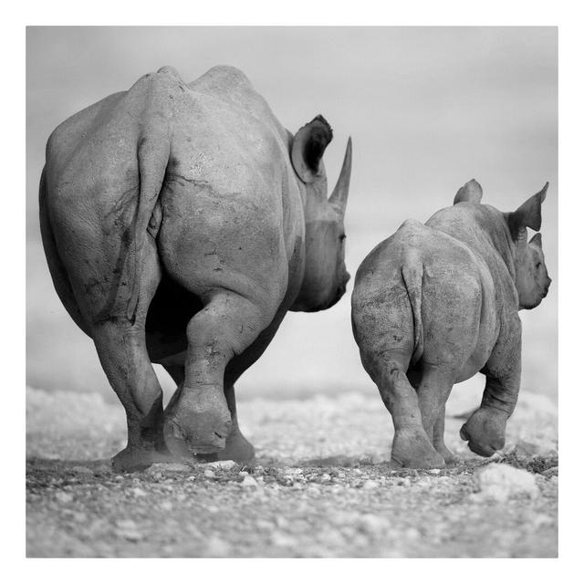 Wandering Rhinos II - Wrapped Canvas Photograph Ebern Designs on Productcaster.