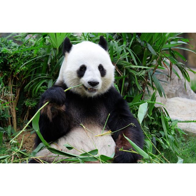 Giant Panda Bear Eating Bamboo by Leungchopan - Wrapped Canvas Photograph Ebern Designs Size: 51Cm H x 76Cm W on Productcaster.