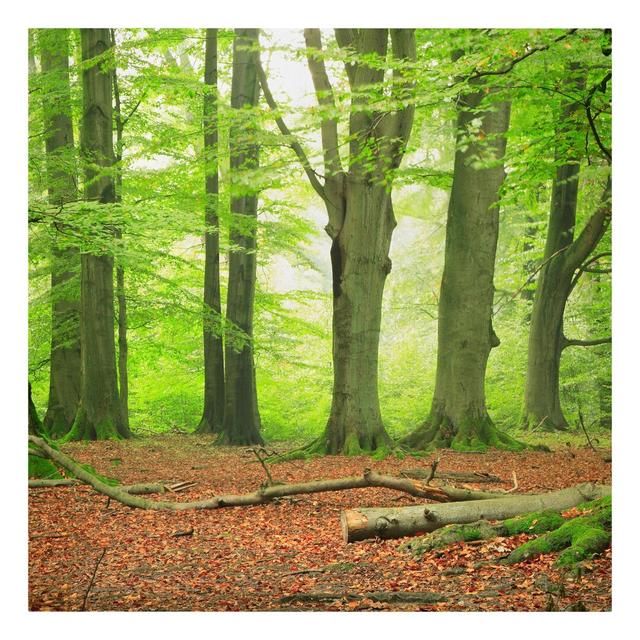 Mighty Beech Trees Photographic Print on Canvas East Urban Home Size: 70cm L x 70cm W on Productcaster.