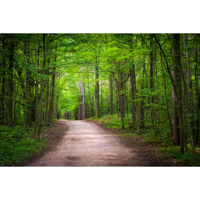 Hiking Trail In Forest by Elenathewise - Wrapped Canvas Print Alpen Home Size: 30cm H x 46cm W on Productcaster.