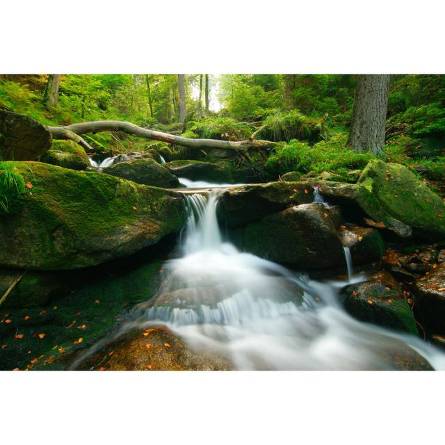 Wild Forest Stream by AVTG - Print Alpen Home Size: 20cm H x 30cm W on Productcaster.