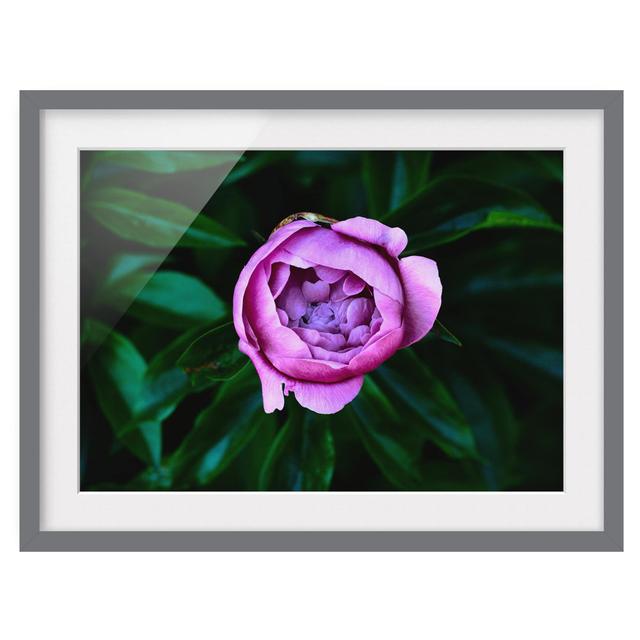 Gerahmter Grafikdruck Purple Peony Blossom Before Leaves ClassicLiving Rahmenauswahl: Grau gerahmt, Maße: 70 cm H x 100 cm B x 2 cm T on Productcaster.